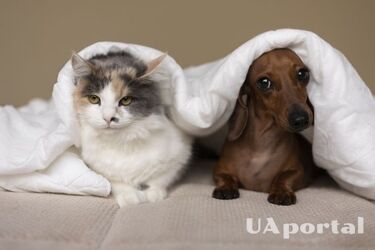 What are the most popular dog and cat names