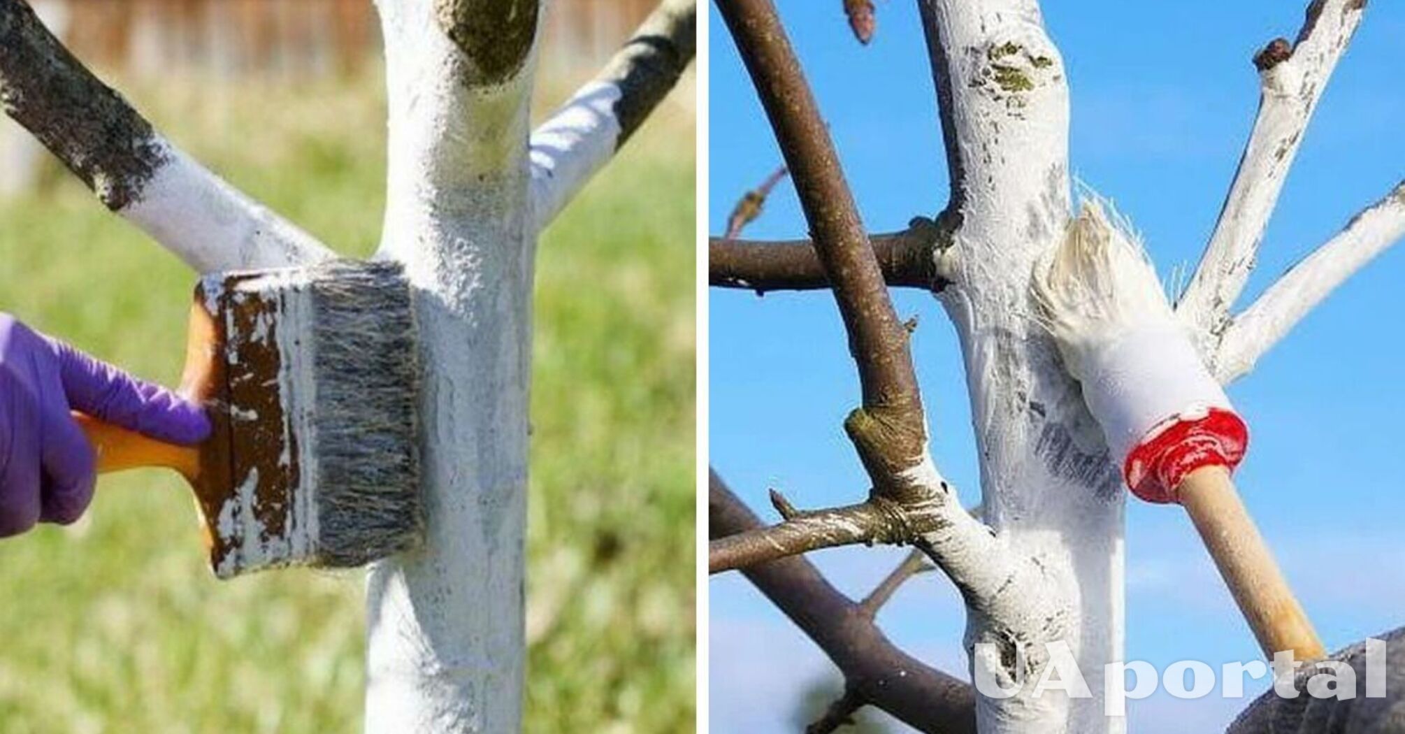 How to whitewash trees in winter to protect plants from pests and diseases