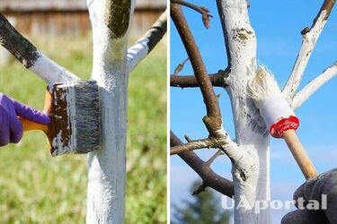 How to whitewash trees in winter to protect plants from pests and diseases