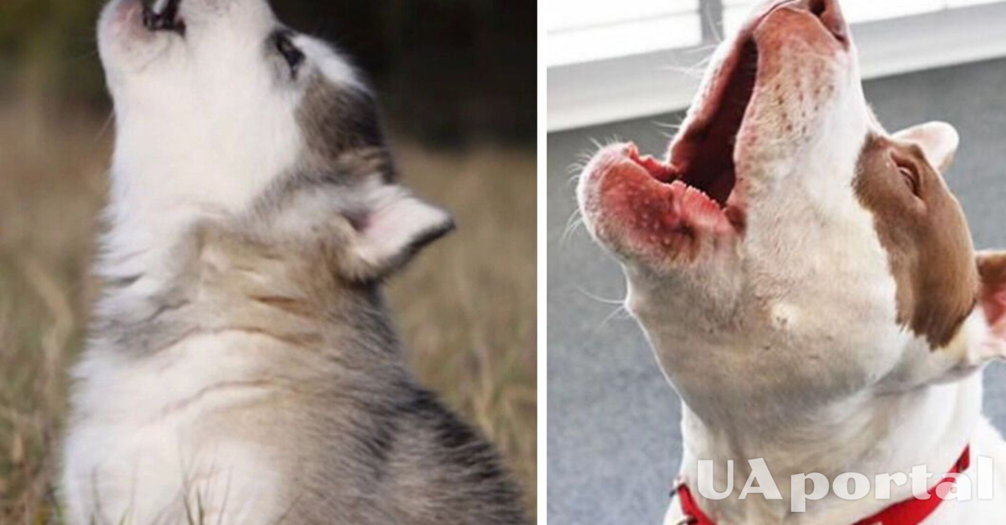 Why a dog howls and what it means