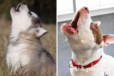 Why a dog howls and what it means