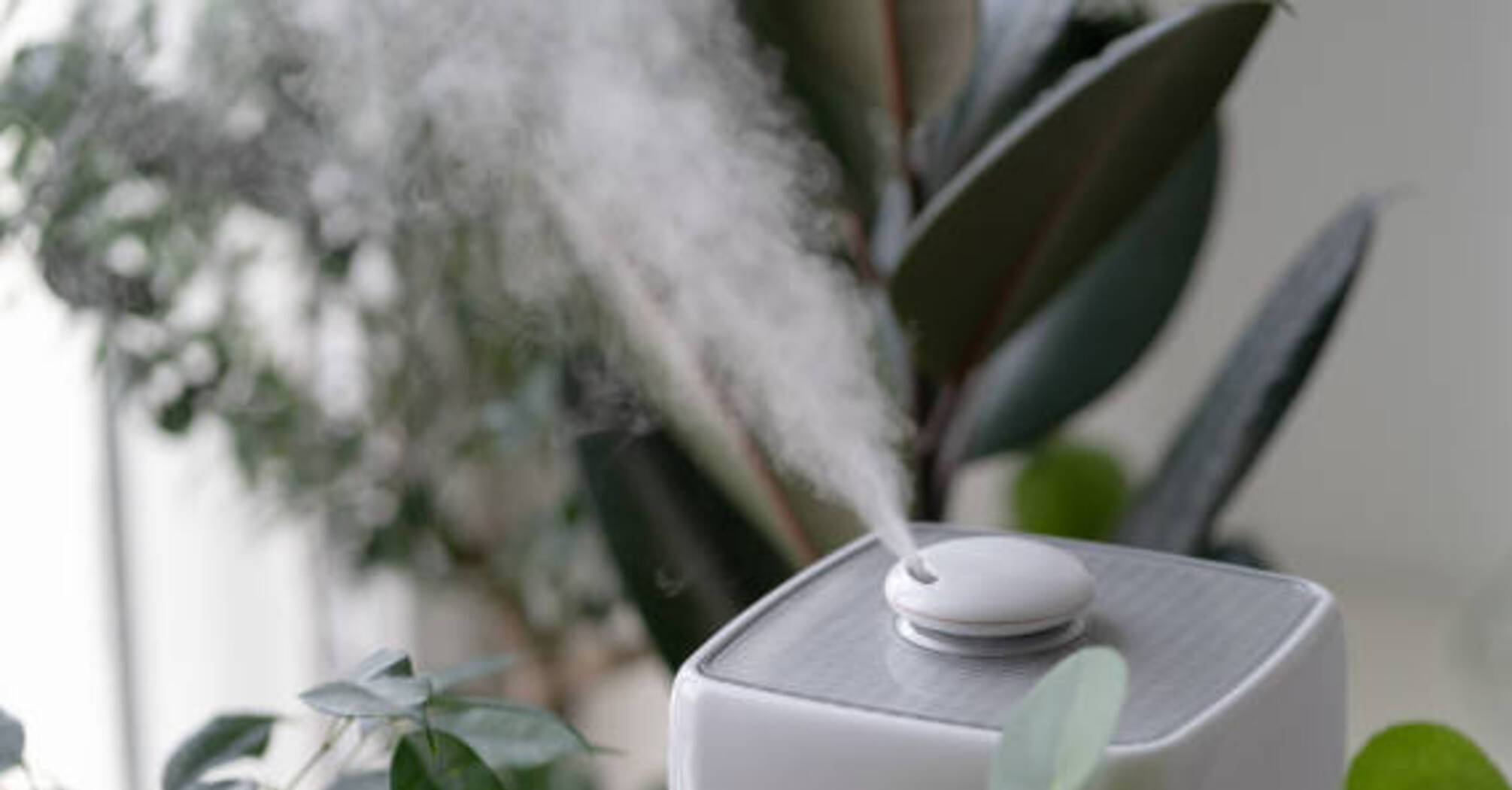 How to humidify the air in your home: 5 useful tips