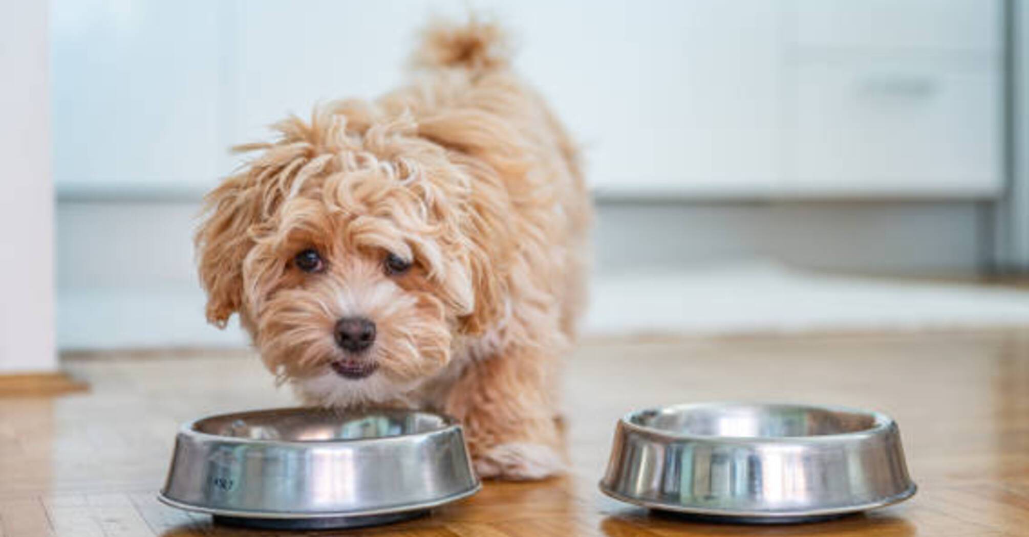 Беззернова дієта для собак: Переваги та недоліки, які варто знати