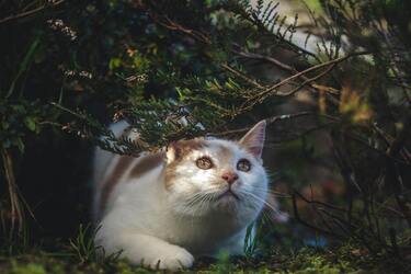 Коти тиняються вулицею цілими днями: куди вони зникають