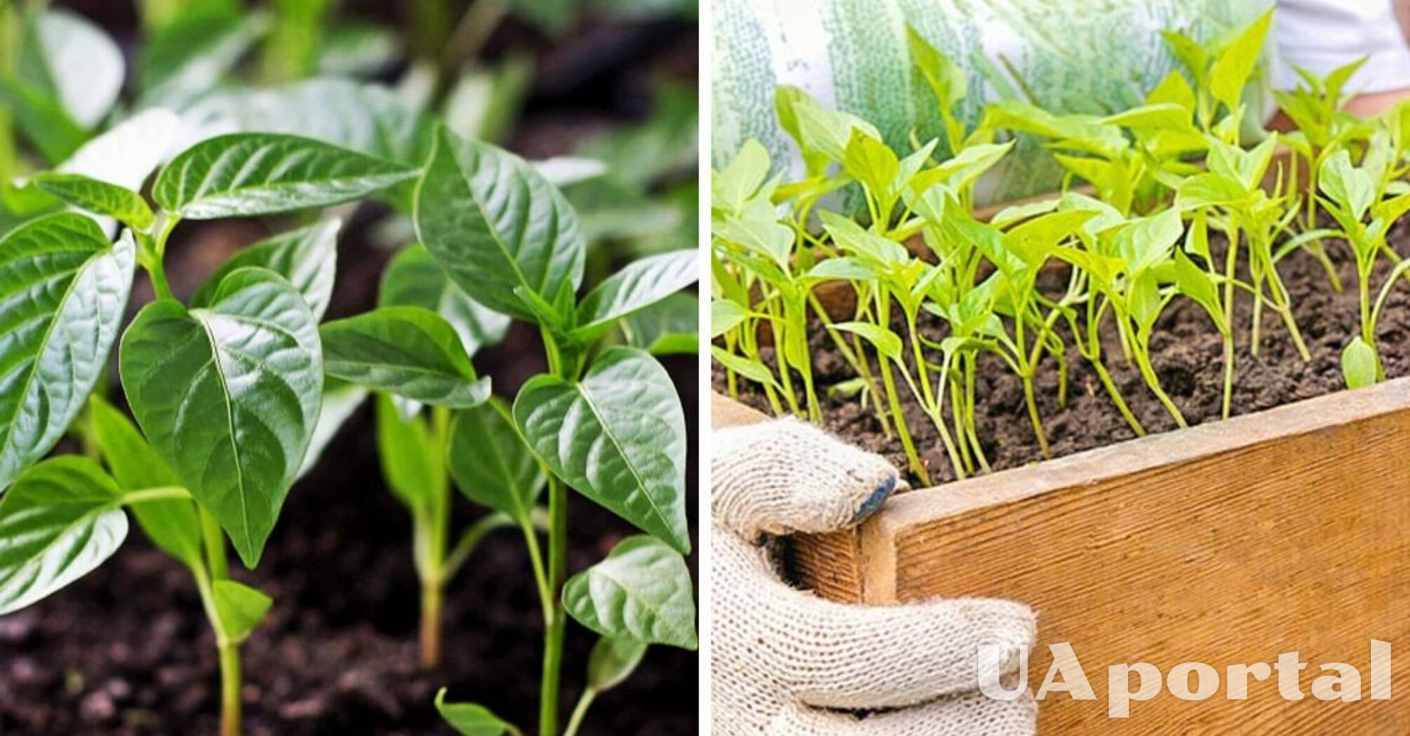 How to properly plant and care for peppers for seedlings
