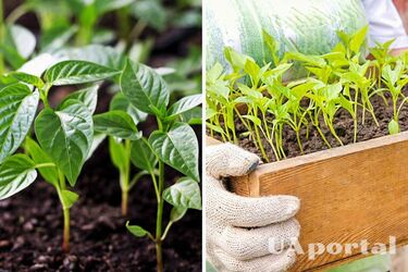 How to properly plant and care for peppers for seedlings