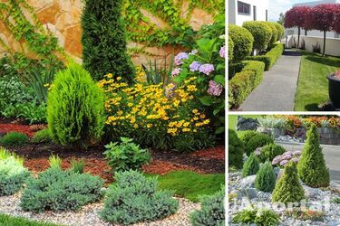 What undersized trees to choose for the garden