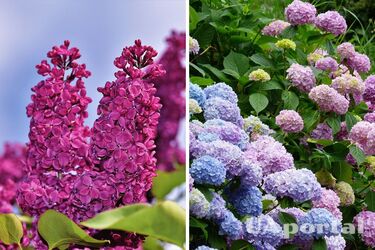 Gardeners named three plants that should never be pruned in winter
