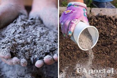 Яким рослинам попел може нашкодити