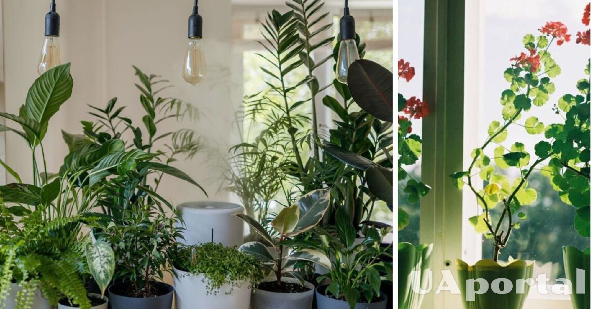 What indoor plants give harmony and harmony