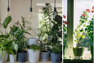 What indoor plants give harmony and harmony