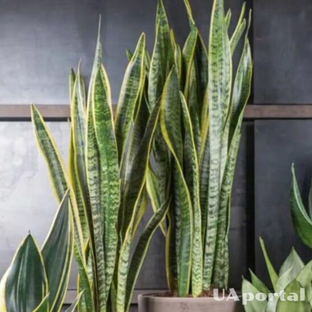 5 plants that drive away evil spirits and bad energy from the home