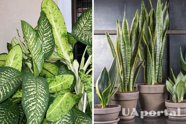 Indoor plants from evil spirits - which flowerpots cleanse the house of negative energy