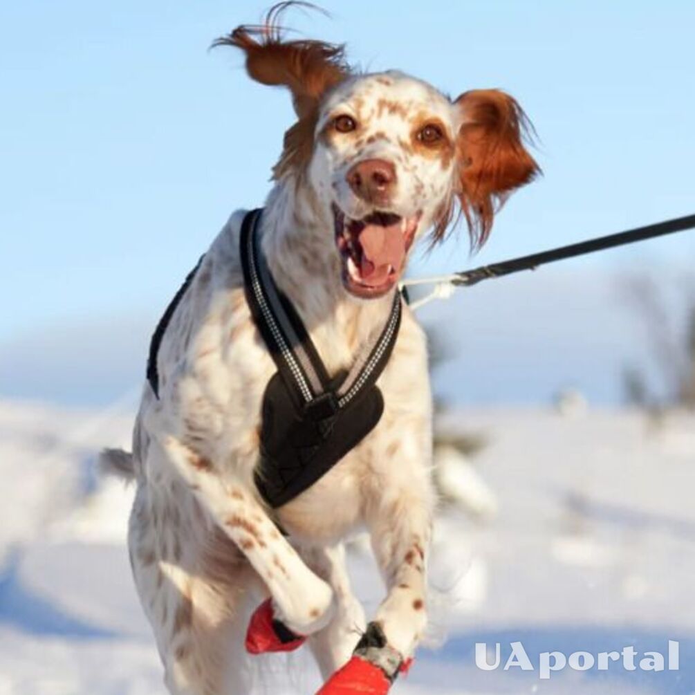 5 порад, як безпечно вигулювати собаку в холодну погоду