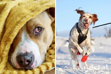 Rules for safe dog walking in cold weather - how to walk your dog correctly