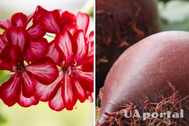 Stimulates growth and flowering: how to make beetroot broth for indoor plants