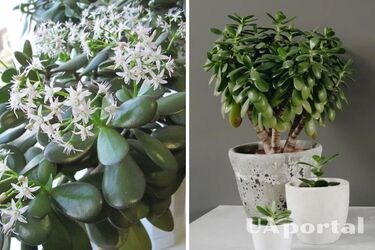 How to plant a money tree correctly