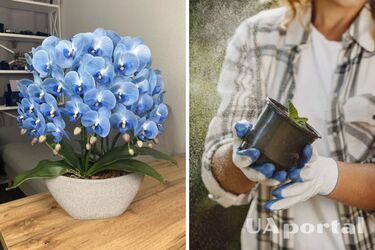 Your orchid will excite you with lush flowering: what to add to the plant pot