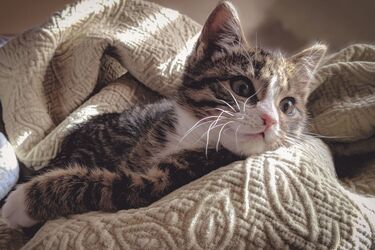 Do cats really purr when they are happy