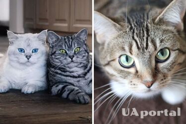Як визначити породу кота