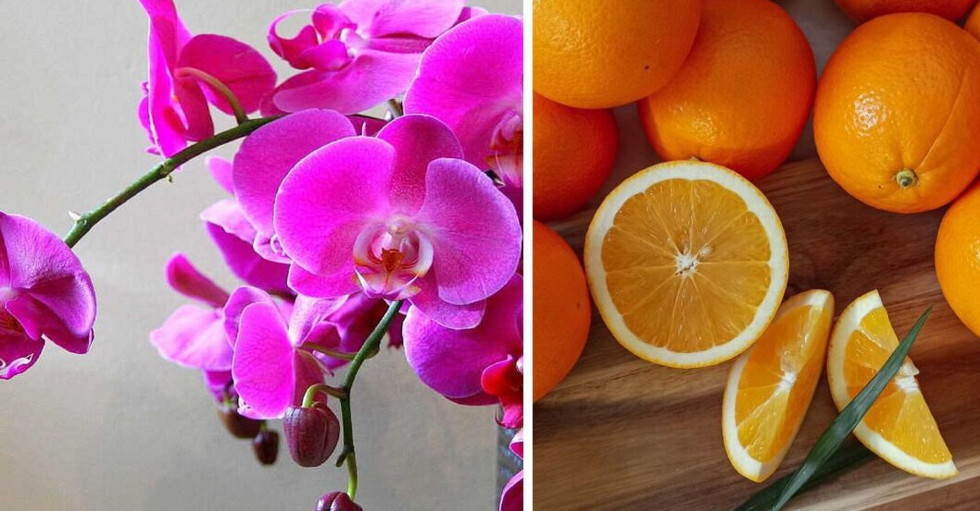 Оживет и расцветет: как приготовить апельсиновую воду для орхидей