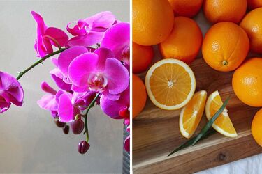 The plant will revive and bloom: how to prepare orange water for orchids