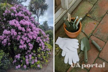 Seven plants that should not be in your garden: they will become breeding grounds for problems (photos)