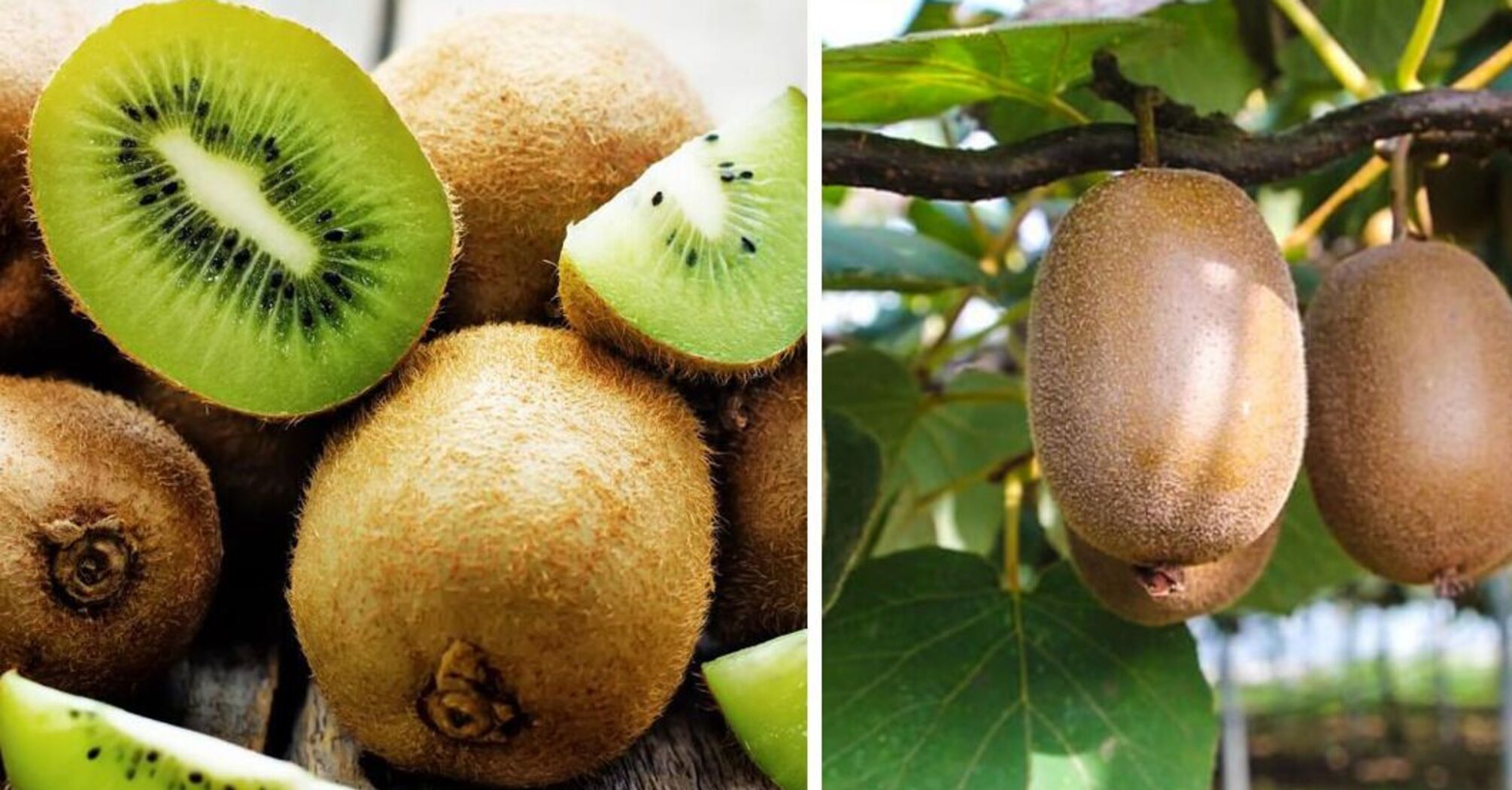 Why underestimate kiwi: what are the incredible benefits of the fruit and who should eat necessarily