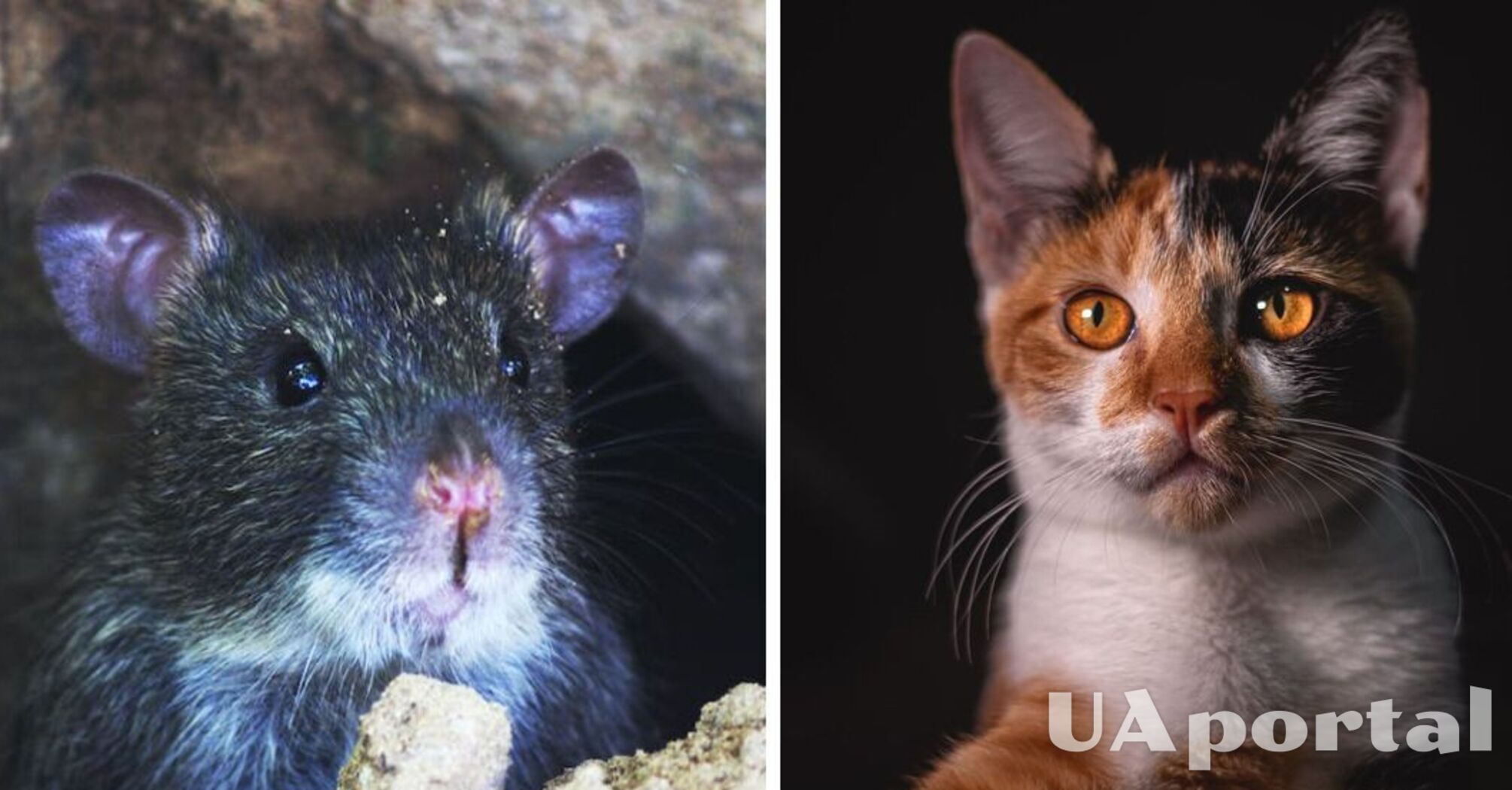 Почему коты играют с мышами перед тем, как их убить: ответ удивит