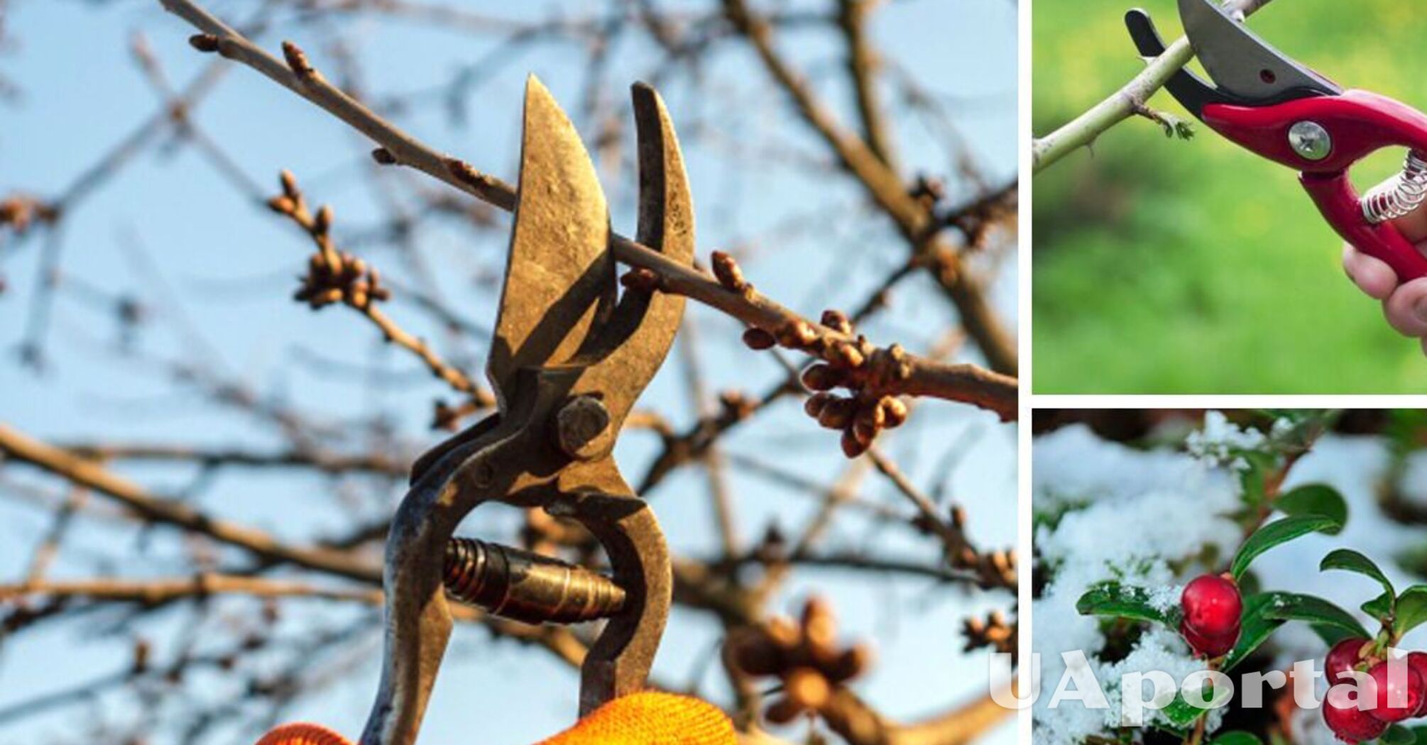 Gardeners have banned the pruning of these three popular plants in February