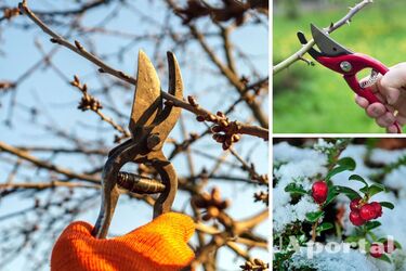 Gardeners have banned the pruning of these three popular plants in February