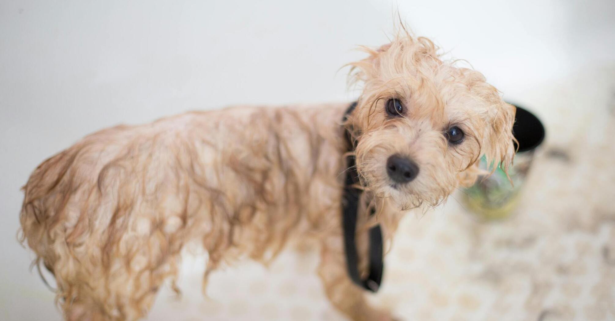Home grooming: Pros and cons you should know about pet grooming