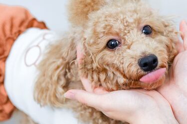 Should animals buy clothes? Advantages and disadvantages to consider