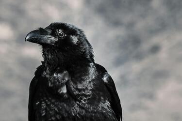 Birds that bring bad luck: Whom to avoid to get rid of misfortune
