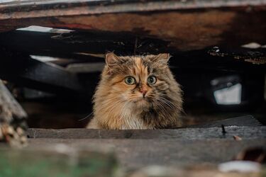Cats arch their back when you pet them: why does it happen