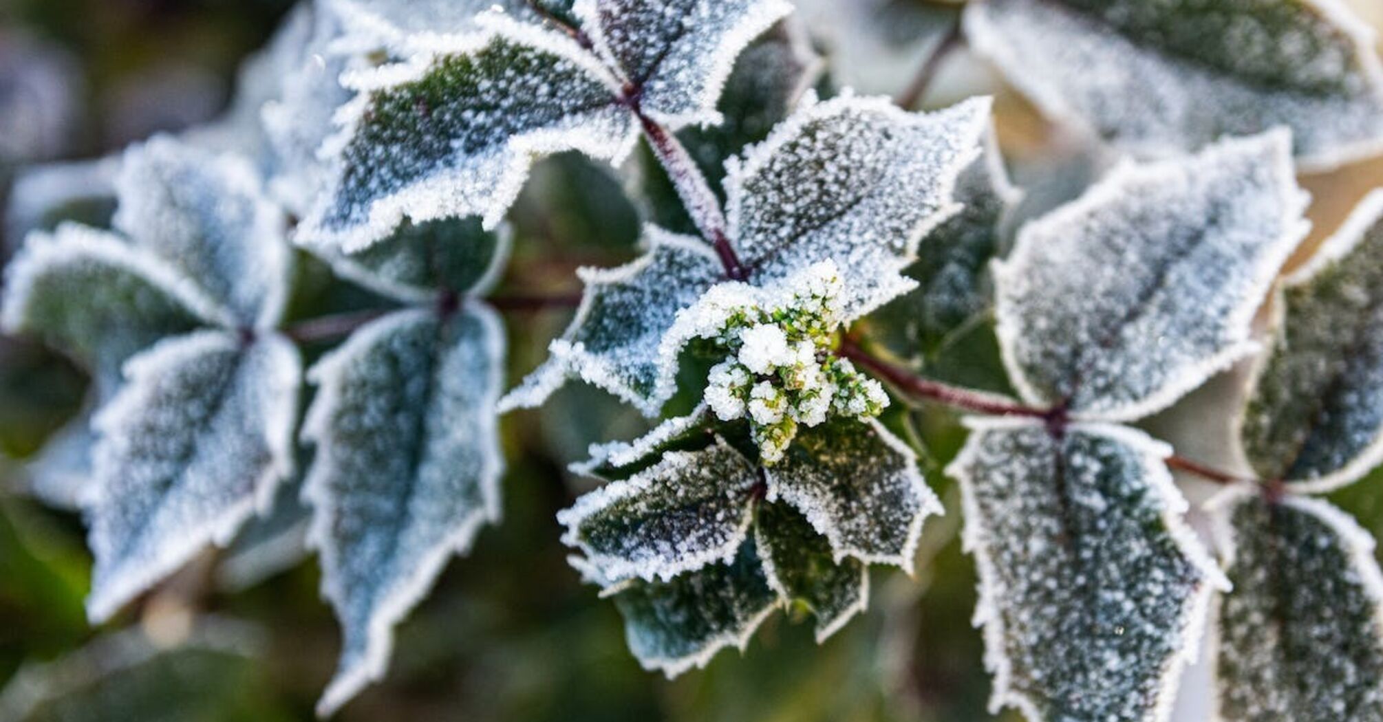 What plants should not be pruned in winter and which ones should: an expert warned gardeners