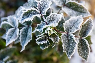 What plants should not be pruned in winter and which ones should: an expert warned gardeners