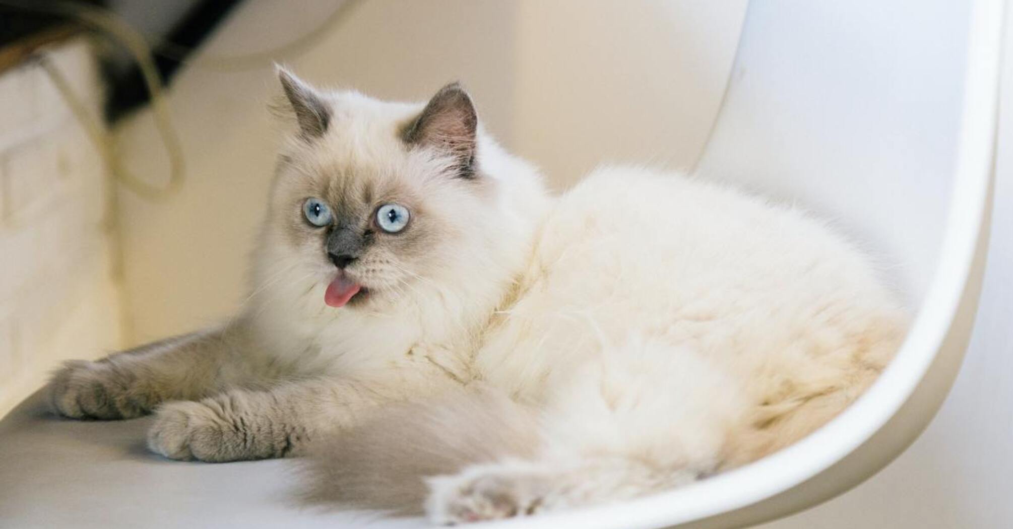 Veterinarians have named popular breeds of cats that you should not get in any case