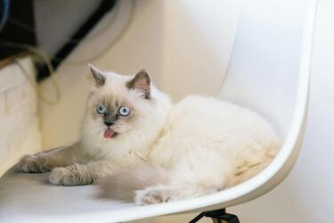 Veterinarians have named popular breeds of cats that you should not get in any case