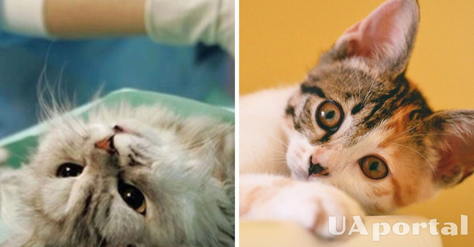 Нужно ли стерилизовать кошек?