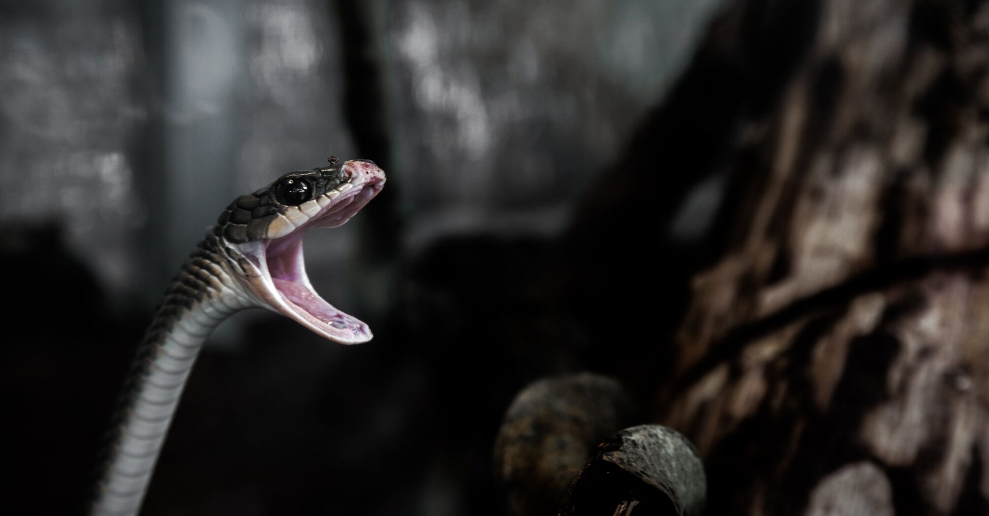 Чому не можна вбивати змій: Народні повір'я