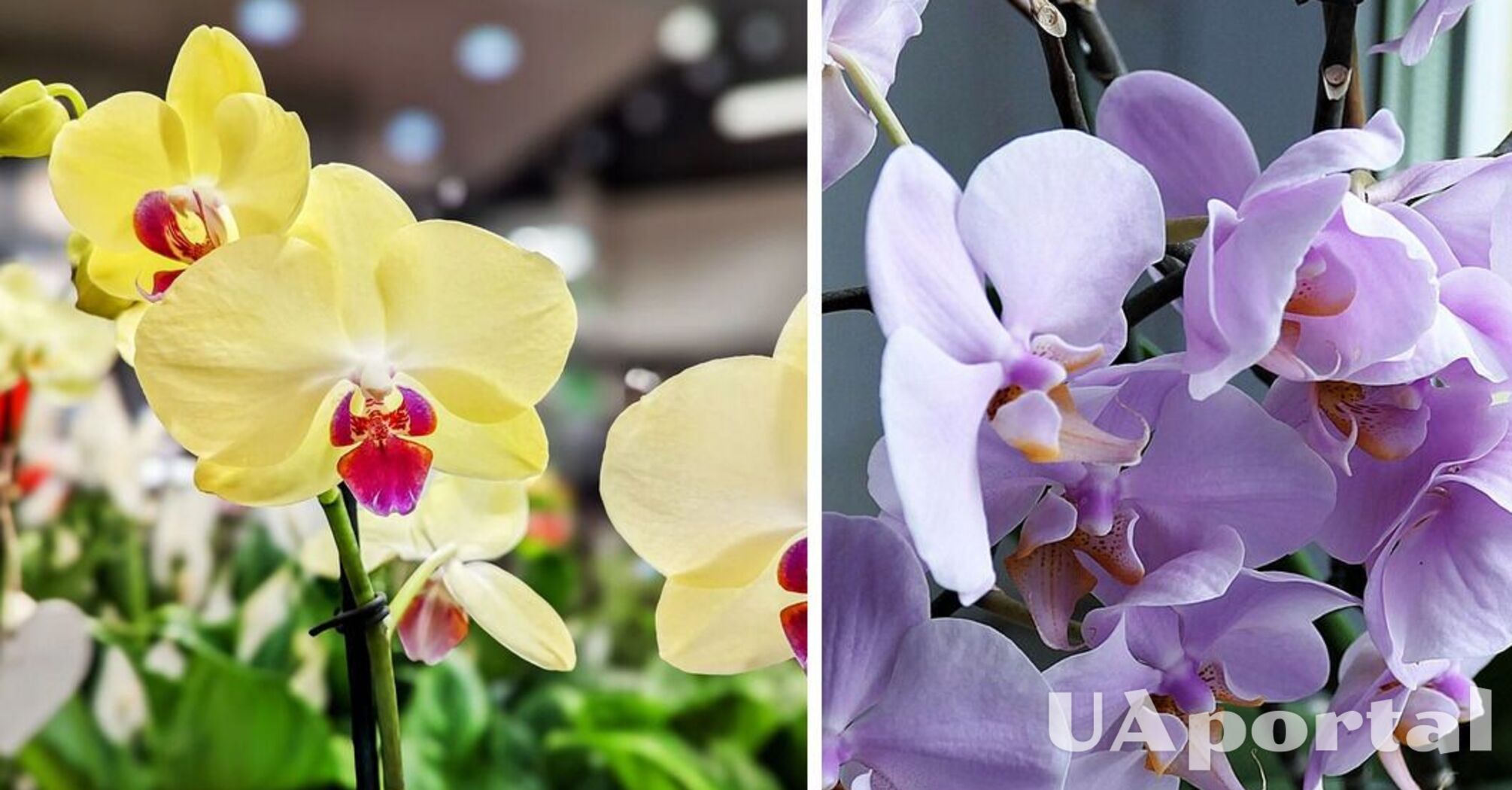 Орхидеи не прекратят цвести, если их поливать особым образом