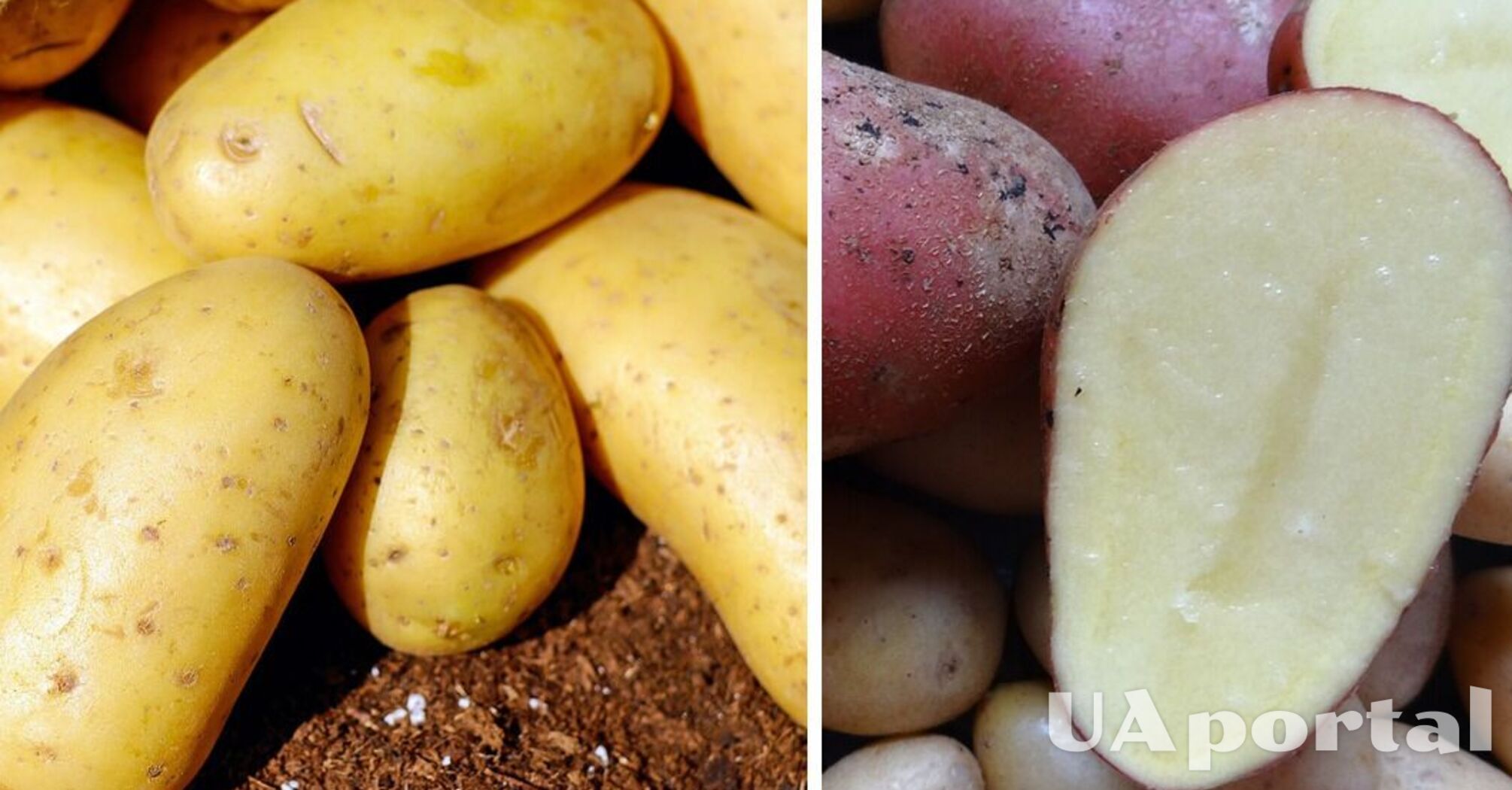 Експерти пояснили, як зберігати почищену картоплю без лимонного соку