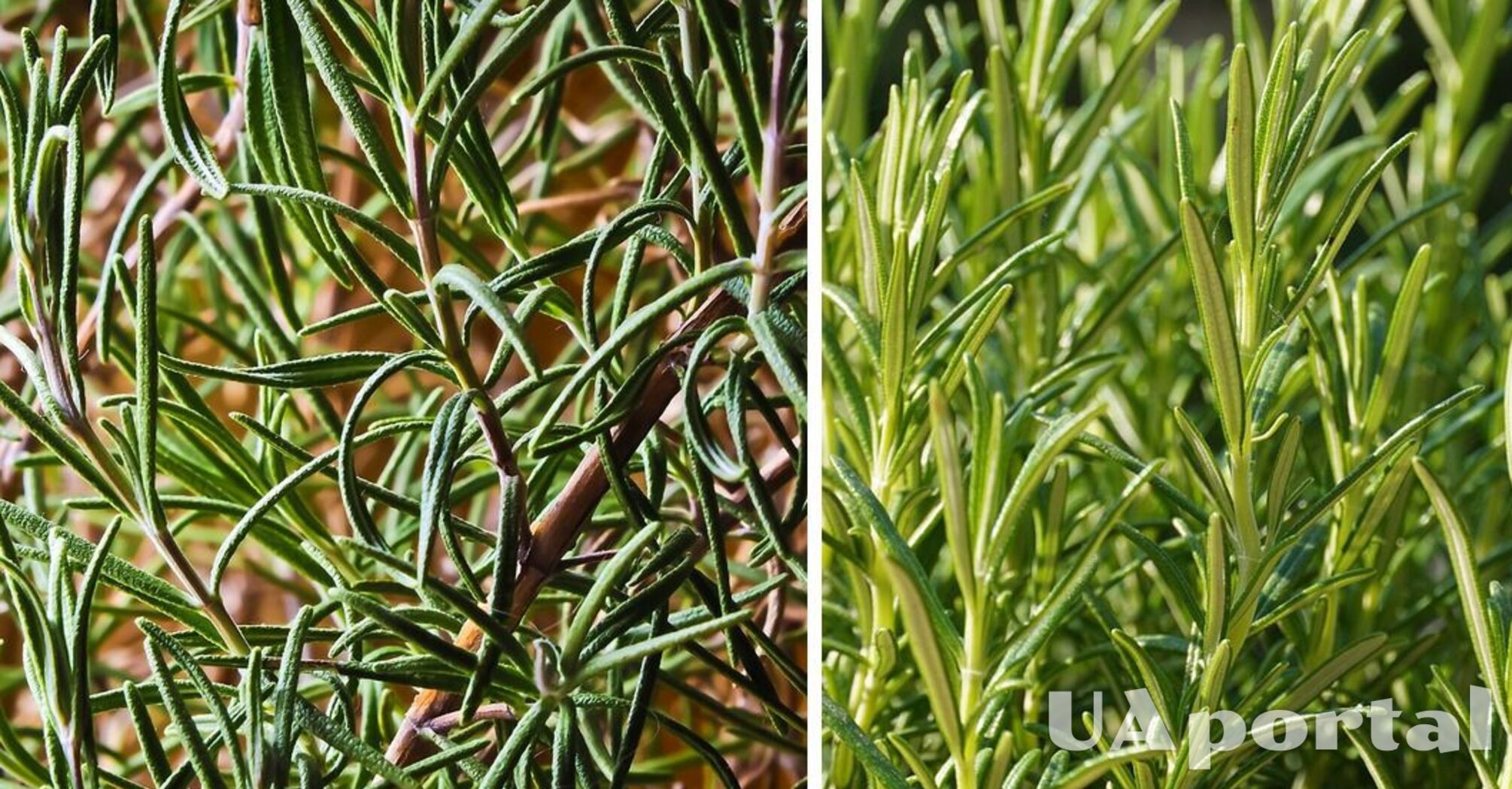 Experts shared tips on growing rosemary on the windowsill: It will always be delicious