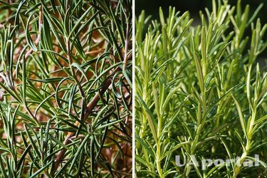 Experts shared tips on growing rosemary on the windowsill: It will always be delicious