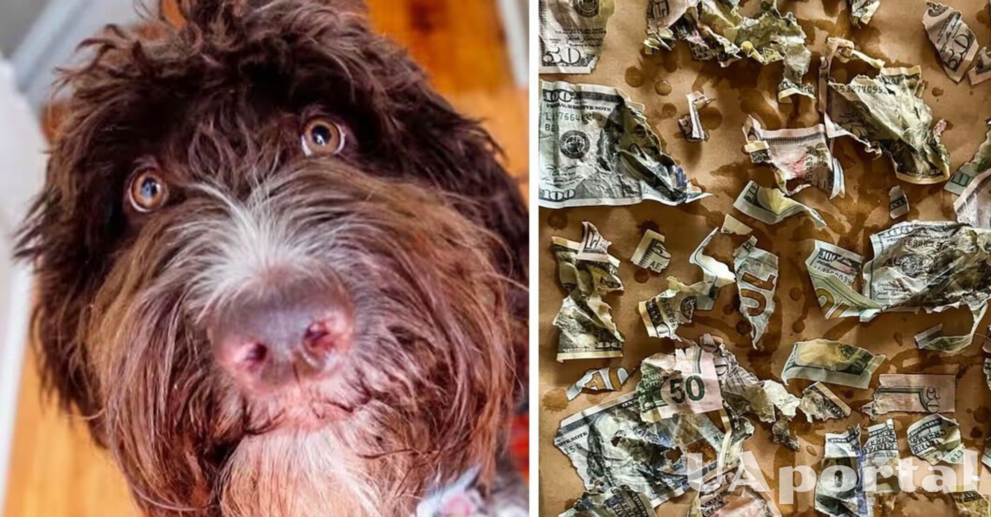Найдорожчий собачий обід: у США пес з'їв 4000 доларів своїх господарів: відео