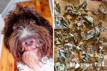 Найдорожчий собачий обід: у США пес з'їв 4000 доларів своїх господарів: відео