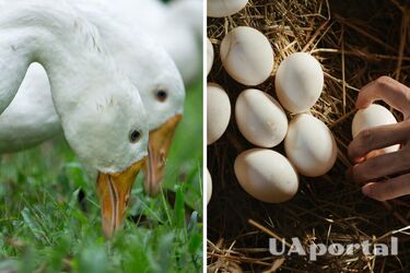 Гусячі яйця: яка користь та що з них готувати
