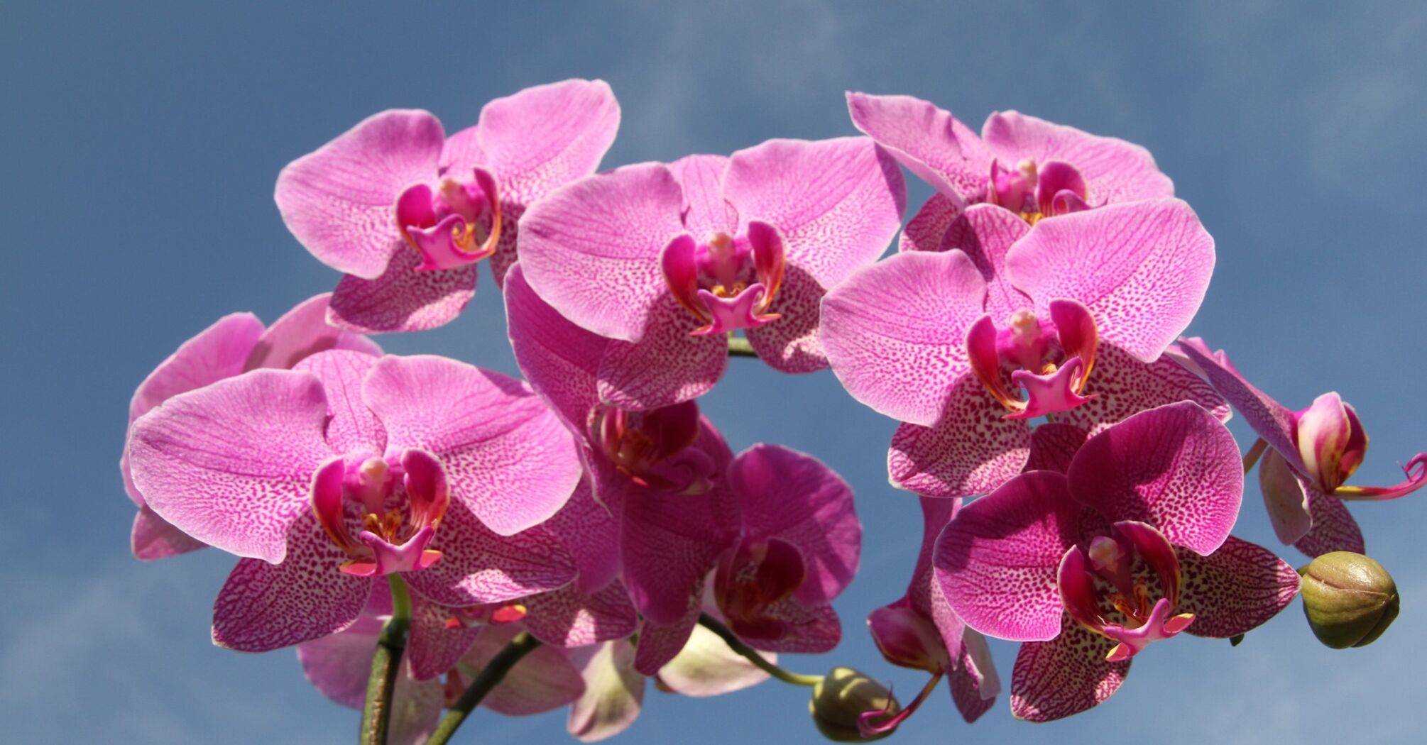 Як розмножити орхідею: Незвичні способи 