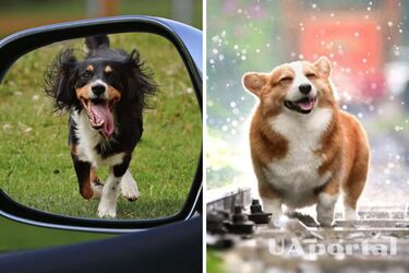 Чому собаки бігають за автомобілями